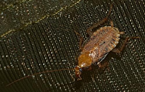 Réf. 330 422 : Planuncus vinzi